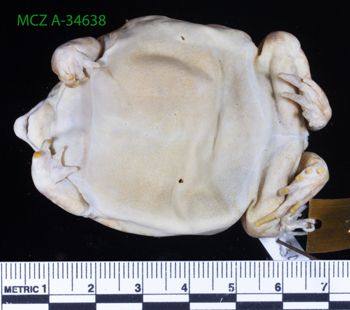 Media type: image;   Herpetology A-34638 Description: Specimen photo;  Aspect: whole body ventral